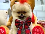 3 Aylik Seceri̇li̇ Yavrumuz Ori̇ji̇nal Safkan Teddy Bear