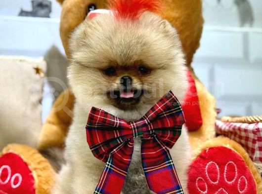 3 Aylik Seceri̇li̇ Yavrumuz Ori̇ji̇nal Safkan Teddy Bear görsel