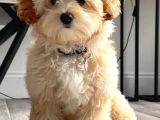 Maltipo cinsi yavrular kahve tonlu mini boy puppy