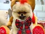 3 Aylik Seceri̇li̇ Yavrumuz Ori̇ji̇nal Safkan Teddy Bear