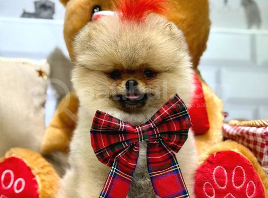 3 Aylik Seceri̇li̇ Yavrumuz Ori̇ji̇nal Safkan Teddy Bear görsel