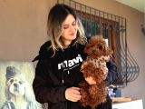 Bursa Köpek Okulundan Toy Poodle Yavrular