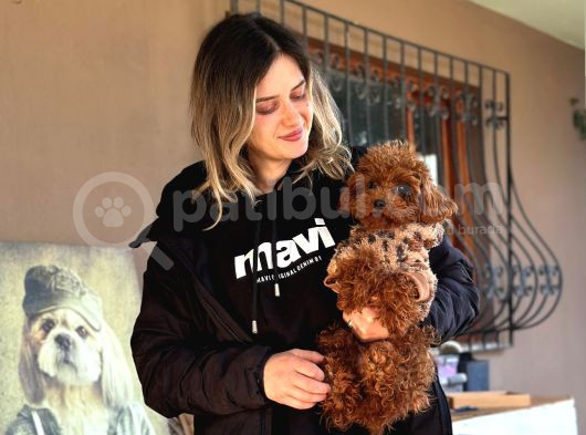 Bursa Köpek Okulundan Toy Poodle Yavrular görsel