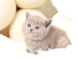 Masum Bebek Lilac British Shorthair