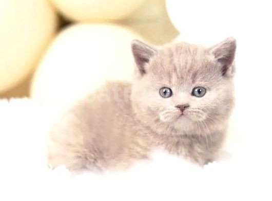 Masum Bebek Lilac British Shorthair görsel