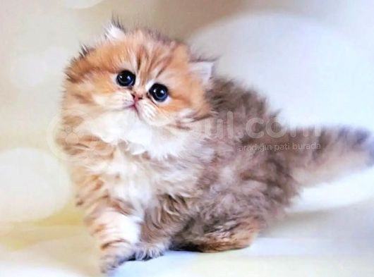 Dikkat Çekici Black Golden British Longhair