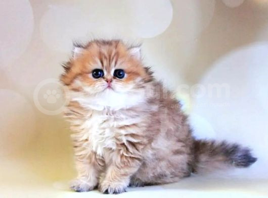 Dikkat Çekici Black Golden British Longhair görsel