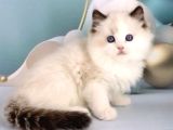 Asil Zerafetiyle Ragdoll