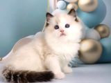 Asil Zerafetiyle Ragdoll