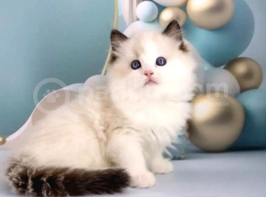 Asil Zerafetiyle Ragdoll