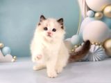 Asil Zerafetiyle Ragdoll