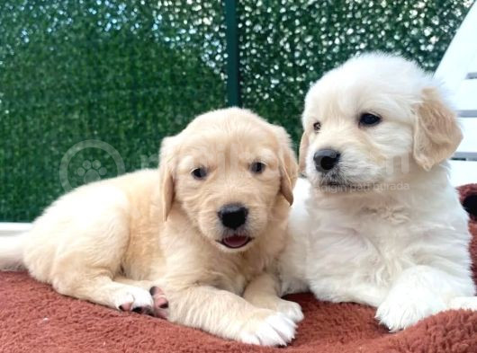 Dost Canlısı Ve Sadık Irk Golden Yavrularımız görsel