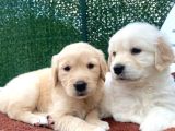 Dost canlısı ve sadık ırk golden yavrularımız