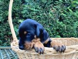 Klasik Dişi King Doberman Yavrularımız