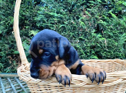 Klasik Dişi King Doberman Yavrularımız görsel