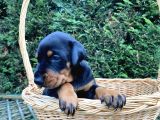 Klasik Dişi King Doberman Yavrularımız