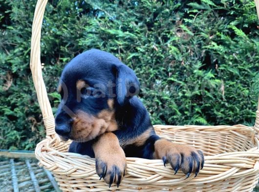 Klasik Dişi King Doberman Yavrularımız görsel