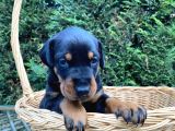 Klasik dişi king doberman yavrularımız