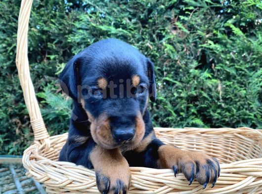 Klasik Dişi King Doberman Yavrularımız