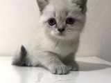 Pamuk Tüylü Scottish Fold Yavrumuz