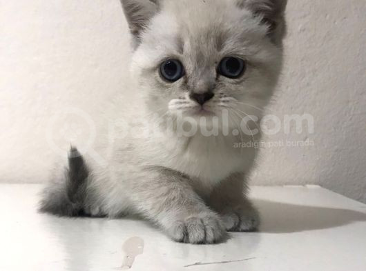 Pamuk Tüylü Scottish Fold Yavrumuz