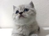 Pamuk Tüylü Scottish Fold Yavrumuz