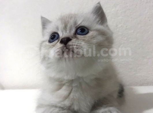 Pamuk Tüylü Scottish Fold Yavrumuz görsel