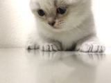 Pamuk Tüylü Scottish Fold Yavrumuz