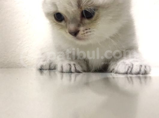 Pamuk Tüylü Scottish Fold Yavrumuz görsel
