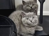 Aile Sıcaklığnda Büyüyen  Scottish Fold British Yvrlr