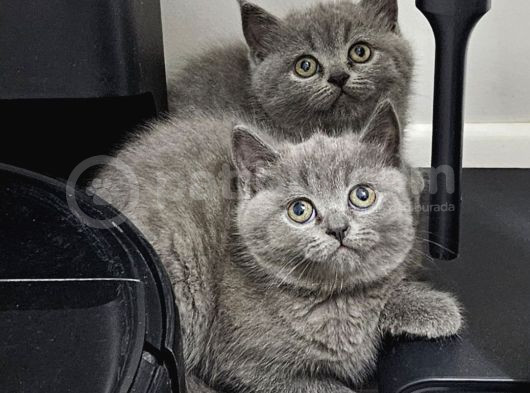 Aile Sıcaklığnda Büyüyen  Scottish Fold British Yvrlr görsel