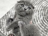 Aile sıcaklığnda büyüyen  scottish fold british yvrlr