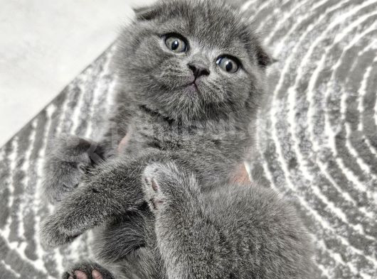 Aile Sıcaklığnda Büyüyen  Scottish Fold British Yvrlr