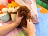 Efsane Toy Poodle Bebekleri̇