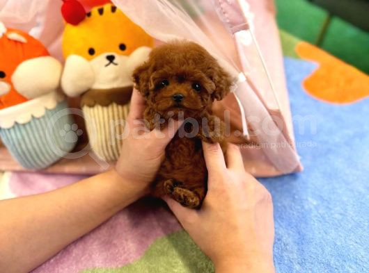 Efsane Toy Poodle Bebekleri̇ görsel