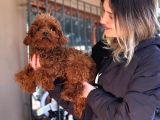 Bursa Köpek Okulundan Toy Poodle Yavrular
