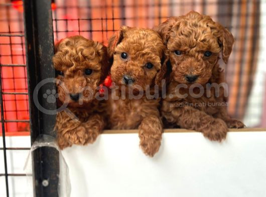Irk Garantili Toy Poodle Yavrular