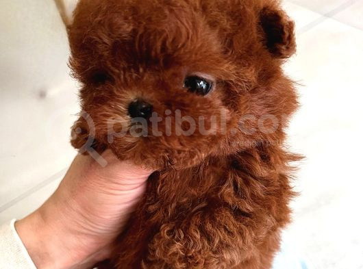 Hiçbir Yerde Göremeyeceğiniz Toy Poodle Bebekler görsel