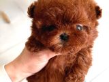 Hiçbir Yerde Göremeyeceğiniz Toy Poodle Bebekler