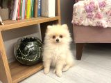 Teddy Bear Pomeranian Boo Yavrularım