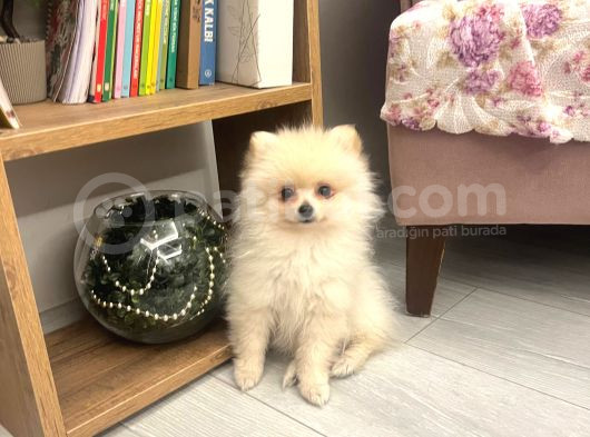 Teddy Bear Pomeranian Boo Yavrularım görsel