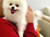 Teddy Bear Pomeranian Boo Yavrularım