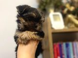 Teacup Boy Şirin Morkie Yavrularım