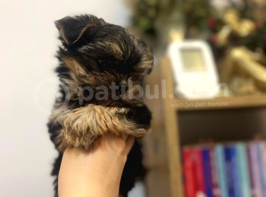 Teacup Boy Şirin Morkie Yavrularım görsel
