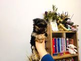 Teacup Boy Şirin Morkie Yavrularım
