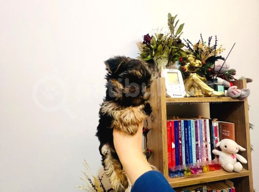 Teacup Boy Şirin Morkie Yavrularım