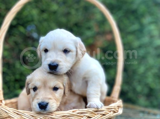 Bebek Gibi Gölden Retriever Yavrular görsel