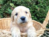 Bebek gibi gölden retriever yavrular