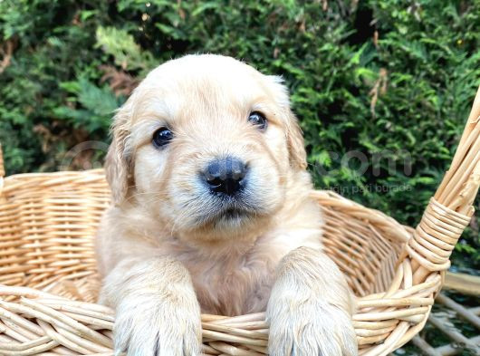 Bebek Gibi Gölden Retriever Yavrular