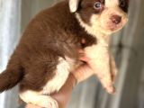 Her Renk Border Collie Yavrular